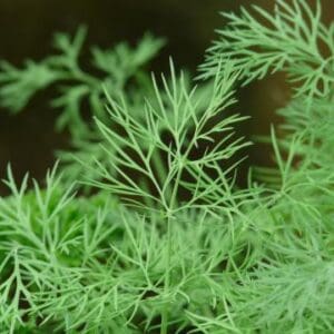 A close up of some green plants