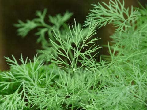 A close up of some green plants