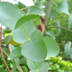 A close up of leaves on a tree