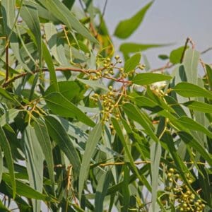 A close up of leaves on a tree