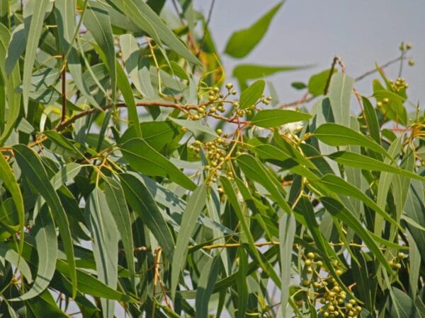 A close up of leaves on a tree