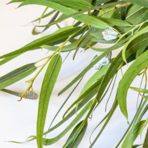 A close up of the leaves on a plant