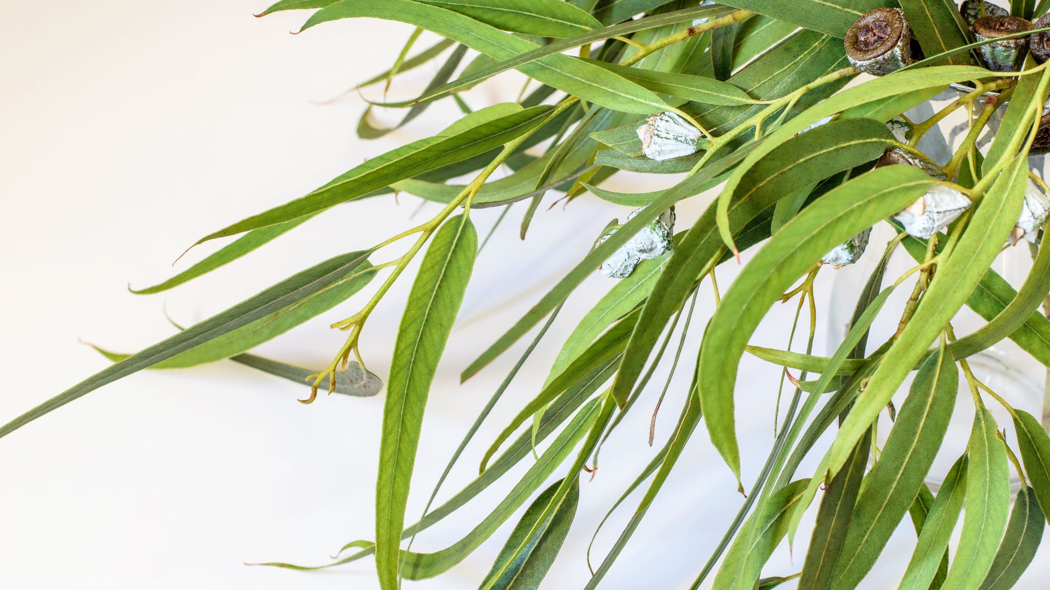 A close up of the leaves on a plant