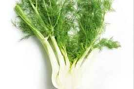 A bunch of fennel is sitting on the table