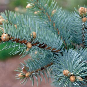 A close up of the needles on a pine tree.