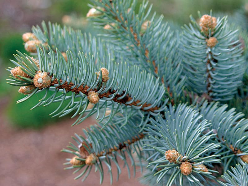 A close up of the needles on a pine tree.