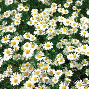 A field of daisies with green leaves on the ground.