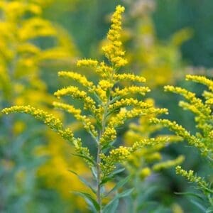 A close up of some yellow flowers in the grass