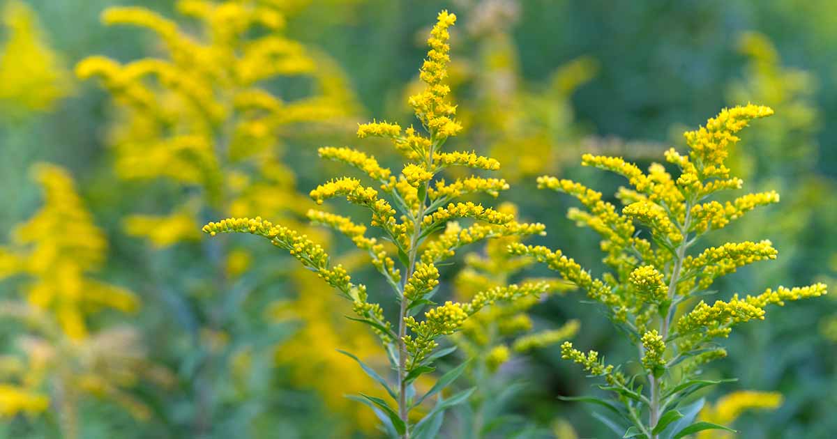 A close up of some yellow flowers in the grass