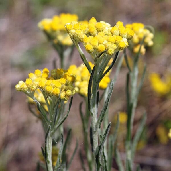 A close up of some yellow flowers in the grass