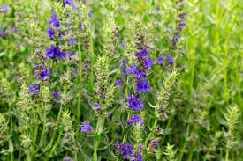 A close up of purple flowers in the grass.