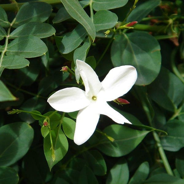 A white flower is growing in the middle of green leaves.