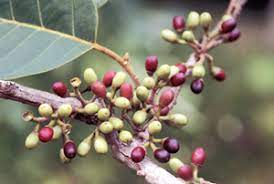 A close up of some berries on a tree