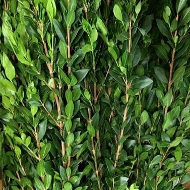 A close up of the leaves on a bush