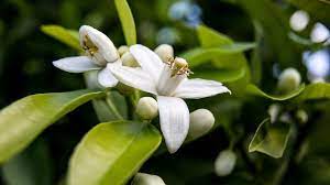 A close up of some white flowers on a tree