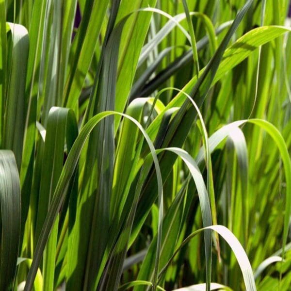 A close up of some green grass