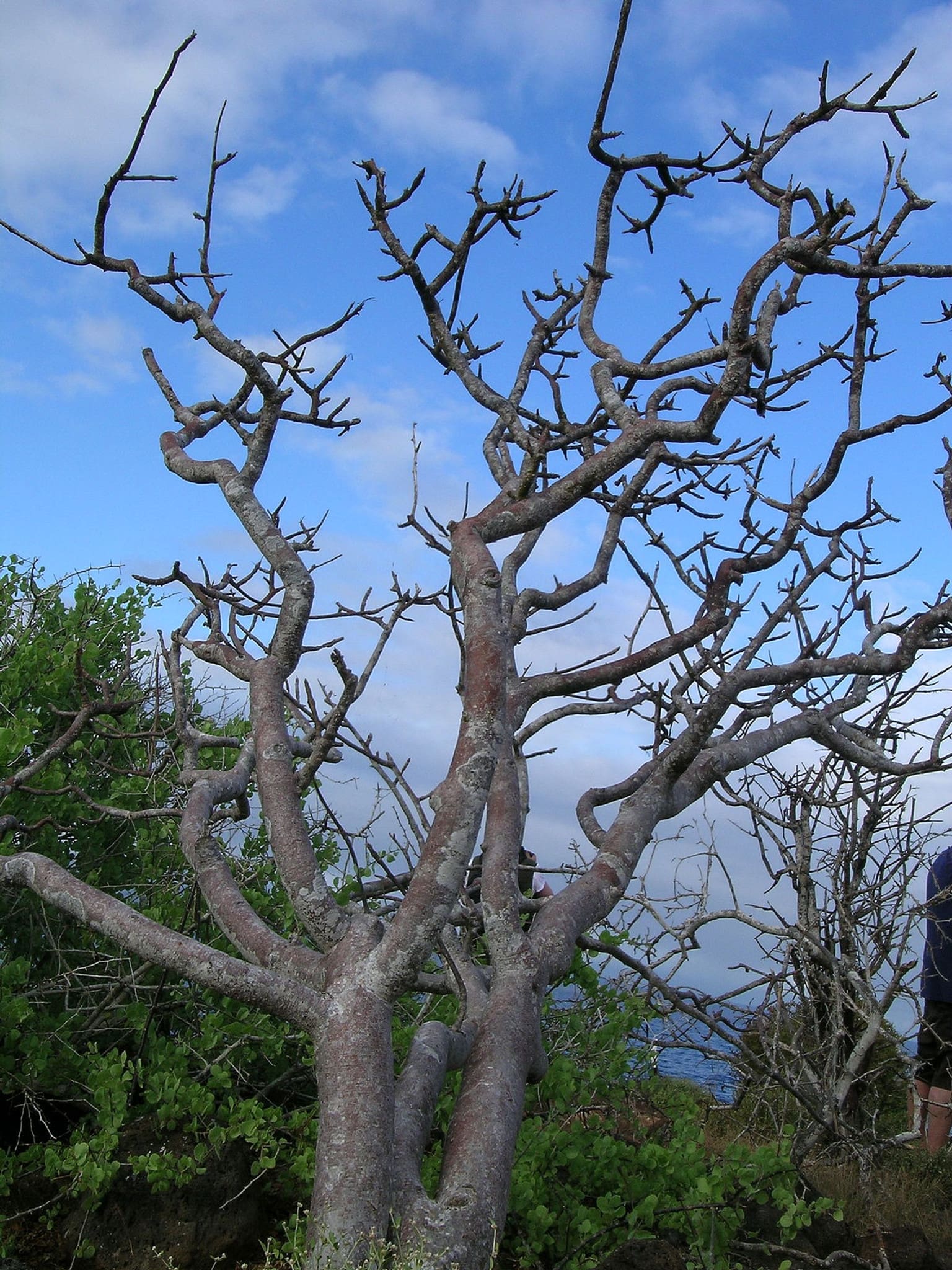 A tree with no leaves on it's branches.