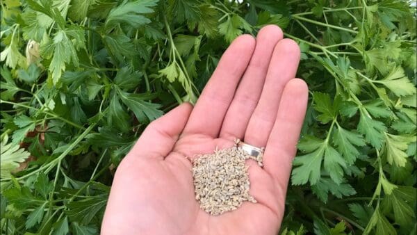 A person holding out their hand with some kind of seed.