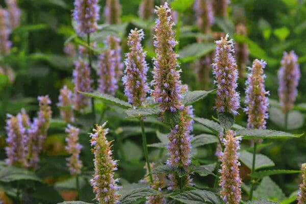 A close up of purple flowers with green leaves