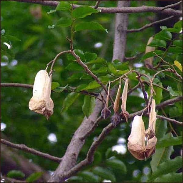 A tree with three hanging flowers on it.