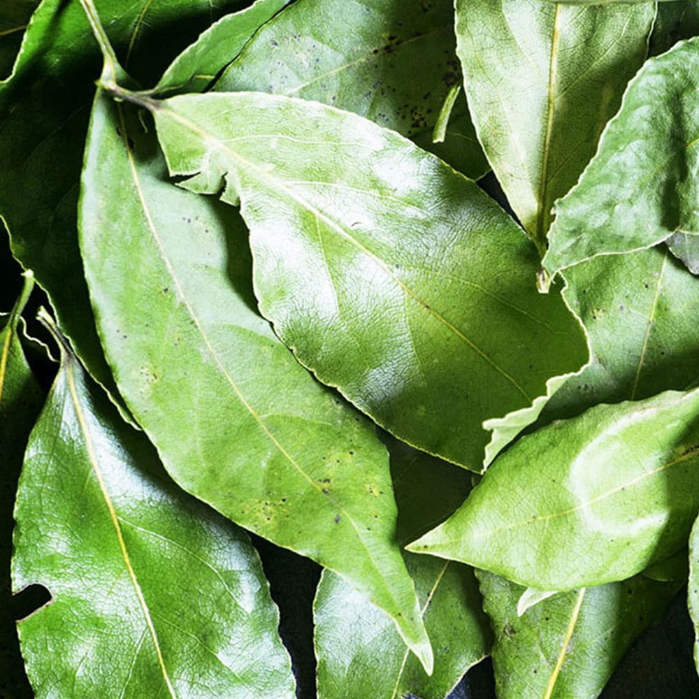 A close up of green leaves on the ground