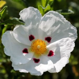 A white flower with red centers and yellow center.