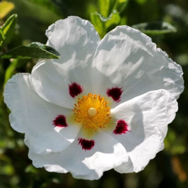 A white flower with red centers and yellow center.