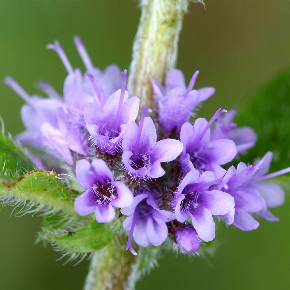 A close up of the purple flowers on a plant