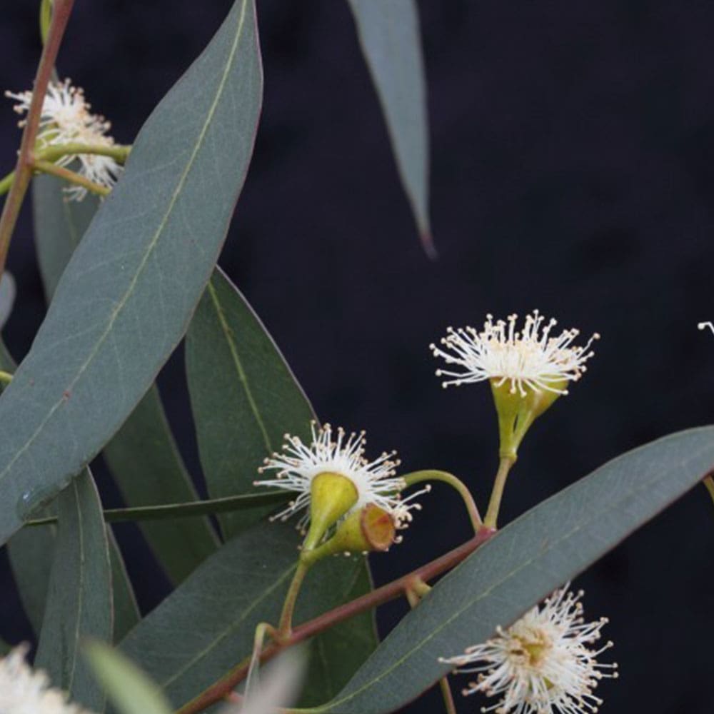 A close up of some white flowers and leaves