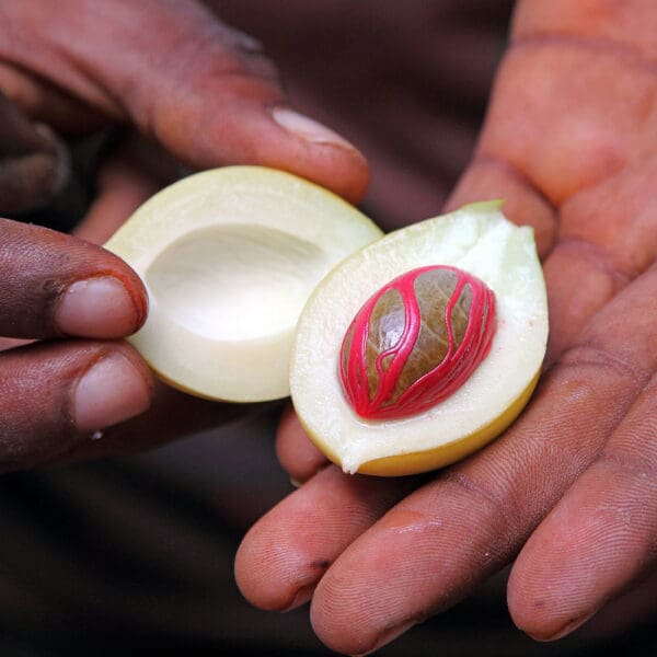 A person holding an apple in their hand.