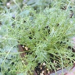 A close up of some green plants in a pot