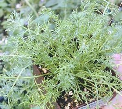 A close up of some green plants in a pot