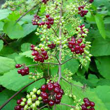 A bunch of berries on the tree