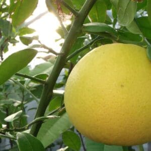 A close up of an orange on a tree