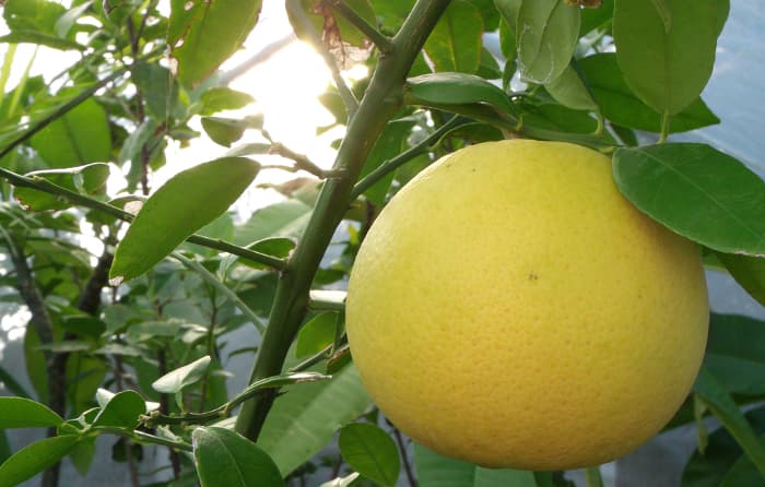 A close up of an orange on a tree